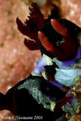 don t  let me fall :)
Nudis mating in Anilao, Philippine... by Patrick Neumann 